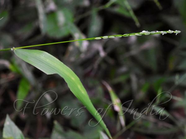 South-Asian Wild Rice